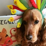 Toby Gomez Lopez - @spanieltoby2 - Instagram