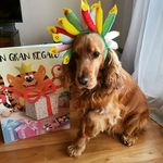 Toby Gomez Lopez - @spanieltoby - Instagram