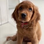 Toby🐶🐾 - @tobygomez1130 - Instagram