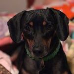 Toby Grant - @tobythedoxiepin - Instagram