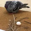 Toby Gray - @pigeonchester - TikTok
