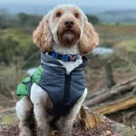Toby - @toby_hilton_cockapoo - Instagram
