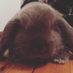 Toby_Holland_Lop🐰 - @toby_holland_lop - Instagram