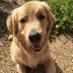Toby Ramsey Holland - @toby_the_pupster - Instagram