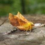 Toby Holmes - @tobyholmes64 - Instagram