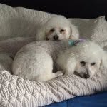Toby and Jacob - @toby_jacob_ - Instagram