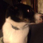 Toby Jensen - @tobyjensen_the_dog - Instagram