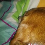 Toby Jensen - @tobythebeagle11 - Instagram