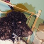 toby jensen - @toby_lovez_food - Instagram