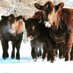 Toby Jordan - @waukaru - Instagram