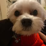 Toby Jordan Teleña - @toobythemaltese - Instagram
