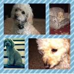 Chopper Reed & Toby Kane - @chopper_toby_ - Instagram