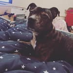 Toby kane (Erin kanes dog) - @tobydog_123456 - Instagram