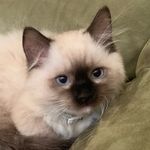 Toby Cas Katz - @tobycaskatz - Instagram