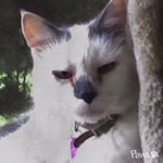 TOBY KATZ - @kittezkatz - Instagram