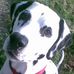 RIP Toby (Leonard) The General Lee - Facebook