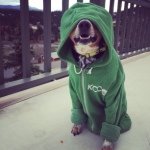 Toby Marks - @houndingaround - Instagram
