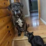 Toby & Marvin 🐕🐈‍⬛ - @the.clarbett.pack - Instagram