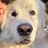 TobyandMarvin - @tobyandmarvin - TikTok