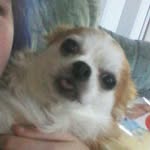 Toby Maxwell - @toby_maxwell_the_chihuahua - Instagram