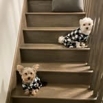 Toby&Meeko - @tobyandmeeko - Instagram