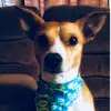 toby Moreno 🐶 - @tobyasmoreno - TikTok