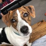 Toby 🐶 - @toby.nutter - Instagram