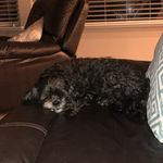 toby santa-pawz olson - @tobys_olson - Instagram
