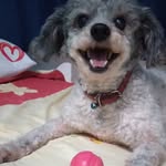 Toby - @toby.peterson2023bibi - Instagram