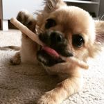 Toby Rice - @toby_the_pekihuahua - Instagram