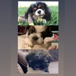 Cachorros da familia franco 🐶❤ - @toby_romeu_bidu - Instagram