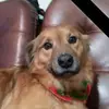 TOBY_OFICIAL_🐕🐶 - @tobyromeroberrios - TikTok