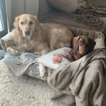 @toby_rose_dogs - Instagram