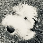 Toby Rose Lonesome - @dandelion_mini_doodles - Instagram