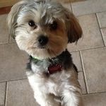 Toby Russo - @tobyrusso123 - Instagram