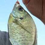 Toby William Russo - @toby_russo6 - Instagram