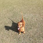 dog - @toby_silva - Instagram