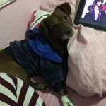 Toby Silva 🐶🐶 - @tobysilva26_ - Instagram