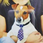 𝕋𝕠𝕓𝕪 𝕊𝕚𝕝𝕧𝕒 𝔻𝕖 ℂ𝕒𝕣𝕧𝕒𝕝𝕙𝕠 - @7toby_the_dog7 - Instagram