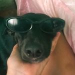 toby🐾 - @toby._.silva - Instagram