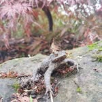 Toby Stanton - @gardenertoad - Instagram