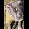 Stone 🐾 - @tobystone_ - TikTok