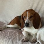 Toby aka Stubbs - @toby_stubbs_beagle - Instagram