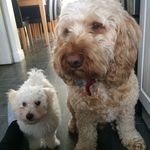 Toby Stubbs - @tobydog_olliedog - Instagram