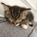 Toby Stubbs - @tinytobytoes - Instagram
