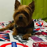 Steven - @tobyterry2011 - Instagram