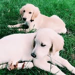 Toby & Terry - @tobyandterry - Instagram