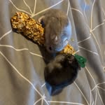 @toby_terry.the_hamsters - Instagram