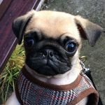 Pug🐶(SirTobyTelford👑) - @sir_toby_telford - Instagram
