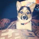 Toby Willis - @tobythecorgi - Instagram